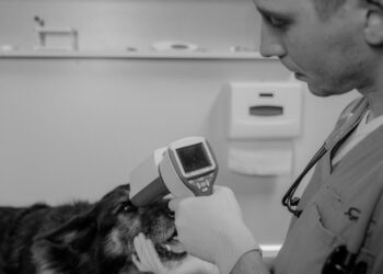 Veterinario revisando a un perro en consulta para detectar la leishmaniasis