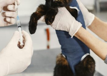 Veterinaria preparando una de las vacunas para gatos en la clínica