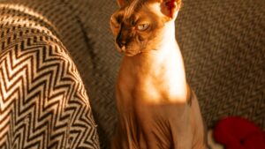 Gato Sphynx: características, carácter y cuidados
