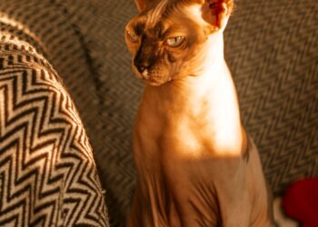 Gato Sphynx sin pelo descansando en un sofá en casa
