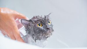 Cómo bañar a un gato: guía paso a paso sin estrés