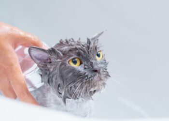 Persona mostrando cómo bañar a un gato con agua templada en casa