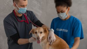 Botiquín para perros: qué llevar y cómo usarlo