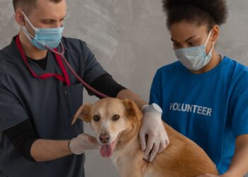 Persona cuidando a un perro para ilustrar un botiquín para perros de primeros auxilios