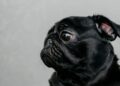 Carlino o pug de cara arrugada mirando a cámara, una de las razas pequeñas más populares