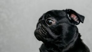 Carlino (Pug): características, temperamento y cuidados