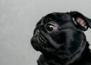 Carlino o pug de cara arrugada mirando a cámara, una de las razas pequeñas más populares