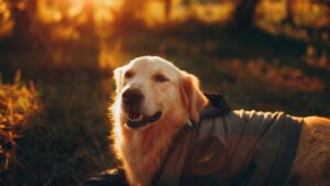 Otitis en perros: síntomas, causas y cómo tratarla