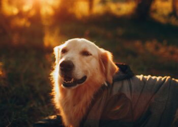 Perro de orejas caídas en el campo, propenso a la otitis en perros