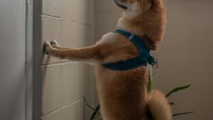 Ansiedad por separación en perros: síntomas y cómo tratarla