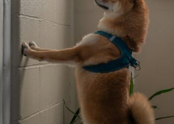 Perro esperando solo en la puerta de casa, ejemplo de ansiedad por separación en perros