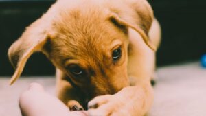 Cómo enseñar a un cachorro a no morder: guía práctica