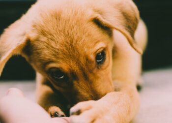 Cachorro de golden retriever mordiendo suavemente la mano de su dueño, ejemplo de enseñar a un cachorro a no morder