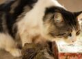 Gato bebiendo agua, una clave para prevenir la insuficiencia renal en gatos