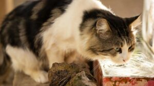 Insuficiencia renal en gatos: síntomas, dieta y cuidados