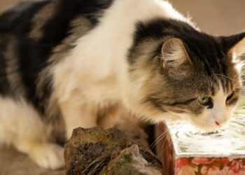 Gato bebiendo agua, una clave para prevenir la insuficiencia renal en gatos