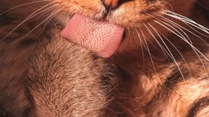 Bolas de pelo en gatos: cómo prevenirlas y eliminarlas