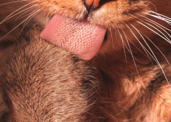 Gato atusándose el pelaje con la lengua, origen de las bolas de pelo en gatos
