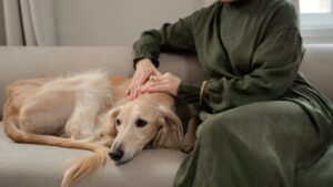 Cuánto cuesta tener un perro en España: gastos reales