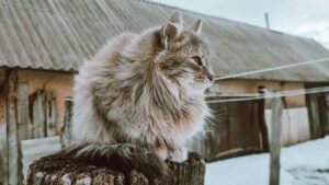 Gato siberiano: carácter, tamaño y cuidados