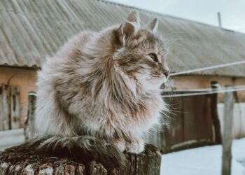 Gato siberiano de pelaje largo y denso sentado sobre un tronco en un entorno nevado