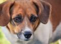 Perro con sobrepeso al aire libre, ejemplo de cómo detectar los kilos de más en tu mascota