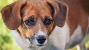 Sobrepeso en perros: cómo detectarlo y qué hacer