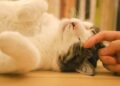 Gato relajado ronroneando mientras lo acarician: por qué ronronean los gatos