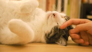 Por qué ronronean los gatos: significado y curiosidades