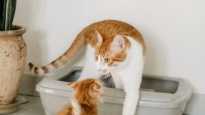 Arena para gatos: qué tipo elegir y cada cuánto cambiar
