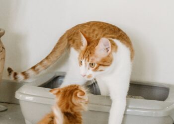Gato junto a su arenero con arena para gatos limpia en el suelo de casa