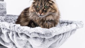Gato bosque de Noruega: carácter, tamaño y cuidados