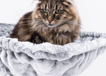 Gato bosque de Noruega de pelaje marrón atigrado con su característico manto largo y denso
