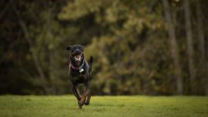 Enseñar a tu perro a venir cuando lo llamas: guía fácil