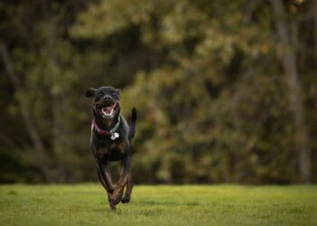 Perro corriendo feliz por el campo al enseñarle a venir cuando lo llamas