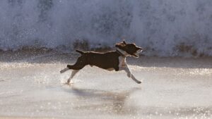 Llevar a tu perro a la playa: consejos y precauciones