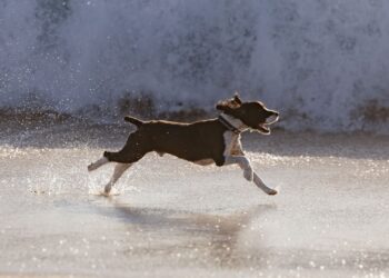 Perro a la playa: perro corriendo feliz por la orilla del mar en verano