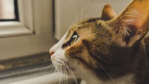 Cuánto tiempo puede estar un gato solo en casa