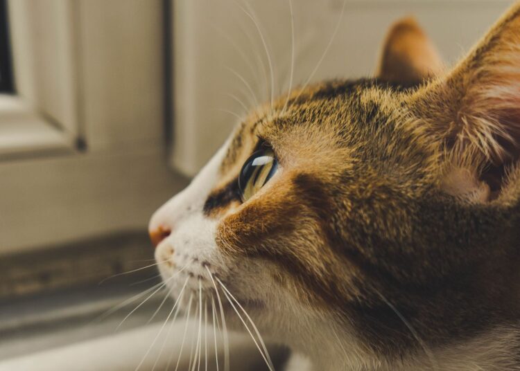 Gato solo en casa mirando por la ventana mientras su dueño está fuera