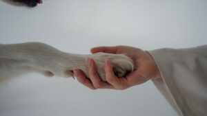 Primer plano de las almohadillas del perro mientras su dueño le sujeta la pata