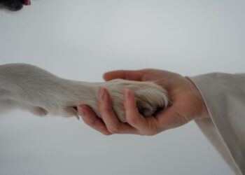 Primer plano de las almohadillas del perro mientras su dueño le sujeta la pata