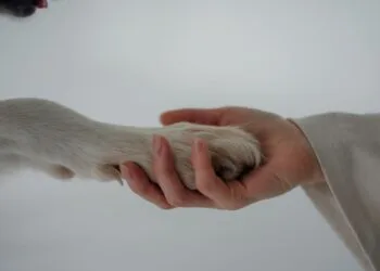 Primer plano de las almohadillas del perro mientras su dueño le sujeta la pata