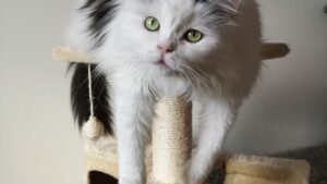 Mejores rascadores para gatos: guía de compra 2026