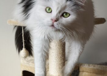 Gato descansando en un árbol rascador, uno de los mejores rascadores para gatos