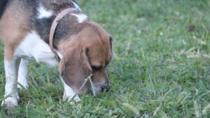 Por qué mi perro come caca: coprofagia y soluciones