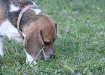 Perro olfateando el suelo en el parque, conducta típica de la coprofagia: por qué mi perro come caca