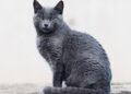 Gato azul ruso de pelaje gris plateado y ojos verdes en un entorno natural