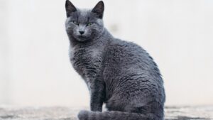 Gato azul ruso: características, carácter y cuidados