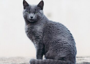 Gato azul ruso de pelaje gris plateado y ojos verdes en un entorno natural