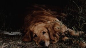 Diarrea en perros: causas y qué hacer en casa